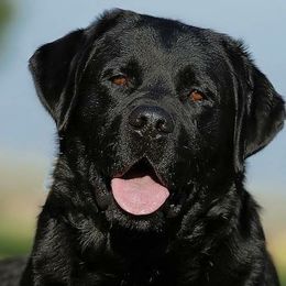 Jayce - Labrador Retriever