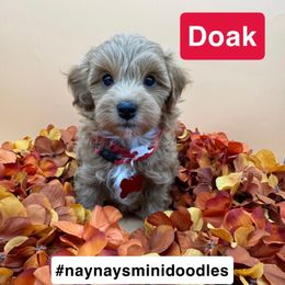 Doak- Red collar - Red  male Goldendoodle puppy in Cape Coral, Florida from Nay Nays Mini Doodles