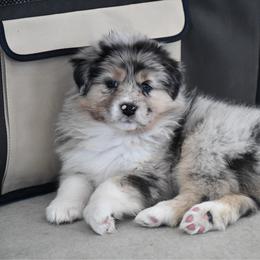 Bretzel - Blue merle female Australian Shepherd puppy in Kirksville, Missouri from BellSharps Australian Shepherds