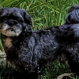 Shih Tzus from Alethia Courville