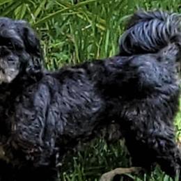 Shih Tzus from Alethia Courville