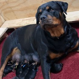 Rottweiler Puppies from Von Schonen Rottweilers