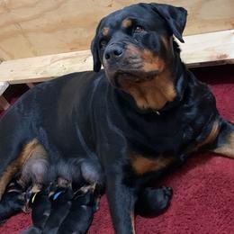 Rottweiler Puppies from Von Schonen Rottweilers