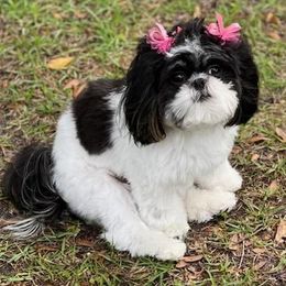 Shihpoo and Shih Tzu Puppies from Fuller Shih Tzus