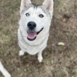 Evie - Siberian Husky