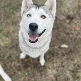Evie - Siberian Husky