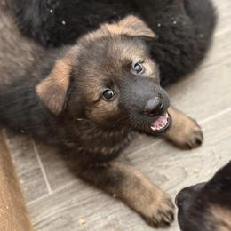 Raine - Sable female German Shepherd puppy in Winterport, Maine from Vom Stevens Old Fashioned German Shepherds