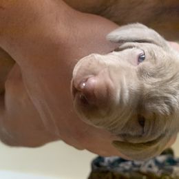 Weimaraner Puppies from Golden Hill’s Weimaraner’s