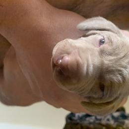 Weimaraner Puppies from Golden Hill’s Weimaraner’s