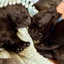 Patriot - Black male Labrador Retriever puppy in Davenport, New York from New England Premier English Labradors