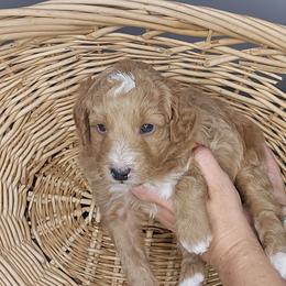 Luke - Red  male Goldendoodle puppy in Grovetown, Georgia from Snug-a-Doodles