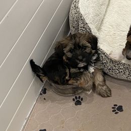 Goldendoodle and Havapoo Puppies from Lady Paws Puppies