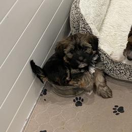 Goldendoodle and Havapoo Puppies from Lady Paws Puppies