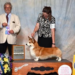 Leo - Pembroke Welsh Corgi