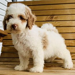 Goldendoodles and Poodles from Mountain View Poodles