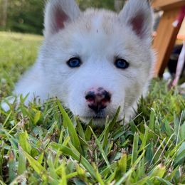 Siberian Husky Puppies from Pride Rock Siberians