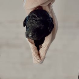 Poodle Puppies from Simplicity Poodles