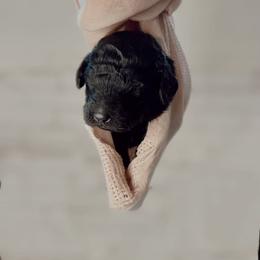 Poodle Puppies from Simplicity Poodles