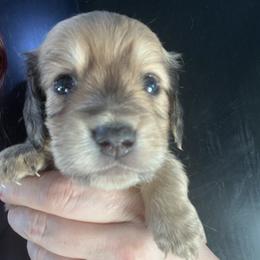 Collin Thomas - Dapple male Dachshund puppy in Bigfork, Minnesota from Dachshunds Up North