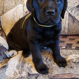 Labrador Retriever Puppies from Prairie Rose Retrievers