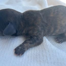 Marino - Brindle male Dachshund puppy in Sebring, Florida from Mini Weenies