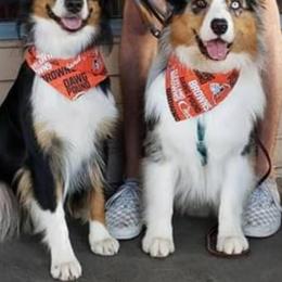 Australian Shepherd All Grown Up from Laura's Aussies