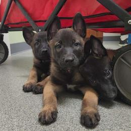 Orange - Fawn sable male Belgian Malinois puppy in Boise, Idaho from Wings of Freedom Retrievers and Malinois