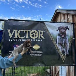1 - Liver roan male German Shorthaired Pointer puppy in Greenwood, New York from Fur and Feather Kennels