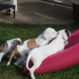 American Bulldog Puppies from Ferocia Kennels