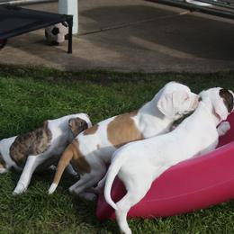 American Bulldog Puppies from Ferocia Kennels