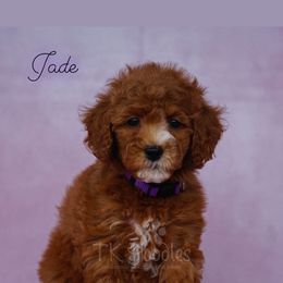Jade - Red  Poodle puppy in New Jersey from TK Poodles