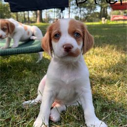Black Boy - Orange and white male Brittany puppy in Milner, Georgia from Hi-Hope Kennel