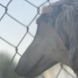 Bellatrix - Afghan Hound