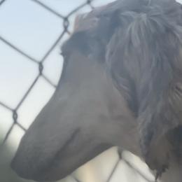 Bellatrix - Afghan Hound
