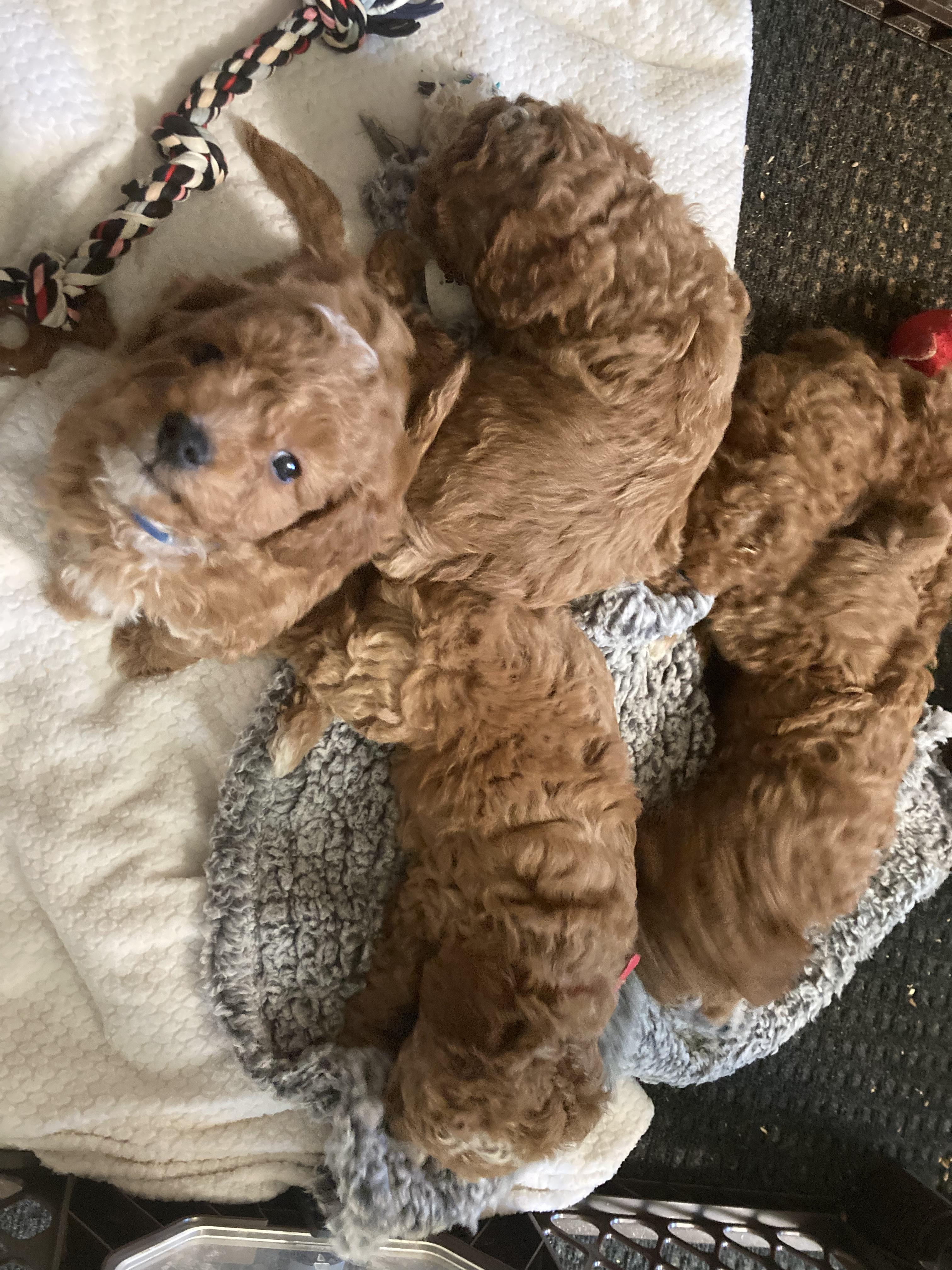 New England Cavapoos in Massachusetts | Cavapoo puppies | Good Dog