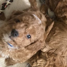 Cavapoos from New England Cavapoos
