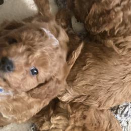 Cavapoos from New England Cavapoos
