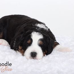 Bernedoodle Puppies from Bernedoodle Bliss
