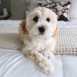 Tulip - female Cavapoochon puppy in Morris, Pennsylvania from Heartland Puppies