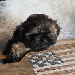Onyx - Black and tan male Shih Tzu puppy in Center Point, Iowa from Puppies in a Box Shih tzus