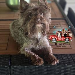 Trixie - Yorkshire Terrier