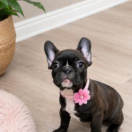 Girly girl - Brindle female Bulldog puppy in Marysville, Washington from BulldogWA