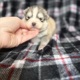 Atlas - Silver and white male Pomsky puppy in Coos Bay, Oregon from Ocean View Pomskies