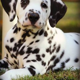 Dalmatian Puppies from Spothaven Dalmatians