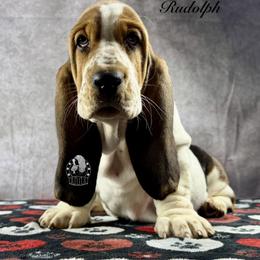 Rudolph - Black white and brown male Basset Hound puppy in Dingess, West Virginia from Tuckers' Howling Hounds