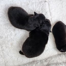 Boy 1 - Black Pomeranian puppy in Kirkland, Washington from Wolf & Crow Pomeranians