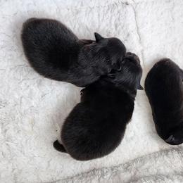 Boy 1 - Black Pomeranian puppy in Kirkland, Washington from Wolf & Crow Pomeranians