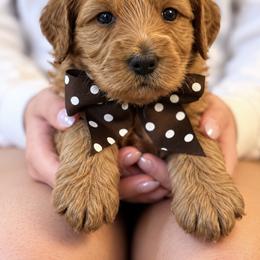 Miss Brown Collar - Apricot female Australian Labradoodle puppy in Wake Forest, North Carolina from Lucky Country Labradoodles