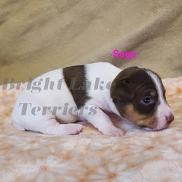 Sage - White and chocolate female Teddy Roosevelt Terrier puppy in Milaca, Minnesota from Bright Lake Terriers