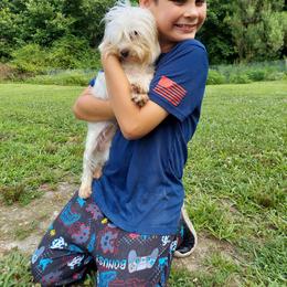 Jackie boy - Yorkshire Terrier